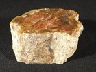 Nice Bark  225 Million Year Old  Polished Petrified Wood Fossil Madagascar 622gr