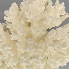 5    Natural White Coral Beautiful Condition 