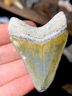 Beautiful Green Bv Fossil Megalodon Shark Tooth Fossils Sharks Teeth Ocean