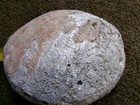 Vtg Hard To Find Large Abalone Shell Iridescent Color Approx 8x6    Sea Ocean
