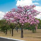 Tabebuia Rosea   Apamate   Pink Poui   Pink Tecoma  rosy Trumpet Tree   20_seeds