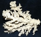 Natural White Dried Ocean Sea Coral Aquarium Nautical Beach Decoration 