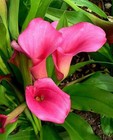 Mixed Calla Lily Bulbs Sale Usa Farm And Business 10 Total