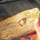 Petrified Wood Fossil Specimen Piece With Knot  as Pictured 