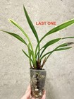 Cymbidium Goeringii Cai Yun He   Claw Variegation   Sapphirechild Orchids
