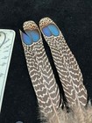 Malayan Peacock Pheasant Double Eye Tail Feathers  102