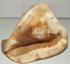 Horned Helmet Tiger Striped Queen King Conch Shell Natural 5  No Harvest