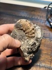 Beautiful 2x Ammonite Fossil Cretaceous Pierre Shale Montana Dinosaur Age Marine