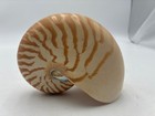 Natural Nautilus Seashell - Nautilus Pompilius - 1 Shell  5 5 Inches Long