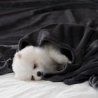 Fleece Blanket Twin Size Super Soft Flannel Throw Blanket Lightweight Fuzzy P   