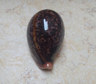 F Cypraea Pantherina Super Natural Glossy Red Sea Shell Great Color 87 2mm F    