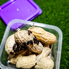    peanut Beetle Culture Cup       live Food For Fish  Frogs  Geckos    More