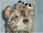Fao Schwarz Schnauzer Dog Grey Cream Plush Toy Leopard Bow 2011 10 
