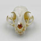 Taxidermy Real Animals Skull Decor Model Animals Bones Education Collection Cat