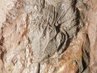 430 Million Year Old  Natural Crinoid Fossil Or Sea Lily Fossil 1381gr