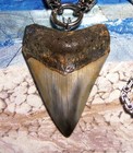 Megalodon Shark Tooth 3 1 4  Real Shark Teeth Necklace Fossil Huge  viking  Gem