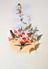 Gould Francia s Azure-crown Hummingbirds Vintage Bird Art Print Bookplate 287