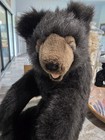 Realistic Hansa Black brown 30inch Bear Plush Stuffed Animal Large 2013 Mpn 4329