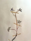 Antique Herbarium Dried Botanical Specimen  1930s  Bicolor Delphinium 17  X 11 