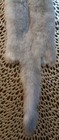 Blue Shadow Ranch Mink Fresh Tanned Hide Super Soft  Leather Craft Pelt Fur 