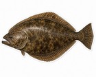 Halibut Fish Sticker Fishing Decal Car Bumper Cooler Tackle Flat Fish Kayak Boat