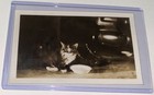 Rare Antique Vintage American Kitten Cat Milk Mustache Susie Q Snapshot Photo Us