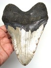 Megalodon Shark Tooth - Real 5 76  - Xxl Shark Teeth Megladon - No Restorations