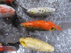 Lot Of 11 Vintage Creek Chub Tiny Tim Lures More Lures Listed Fishing Lure