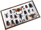 Big Size Box Real Scorpion And Cicada And Mix Of  Insect Taxidermy In Wooden Box