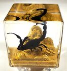 2  Real Black Scorpion On Sand In Lucite Resin Diorama Science Education Block