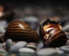 3 Zebra Nerite Snail  Freshwater Aquarium Algae Eater