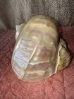Large Pearl Marmoratus Satin Turbo Sea Shell Beach Decor