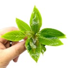 Hygrophila Corymbosa  compacta  Live Aquarium Aquatic Live Plants