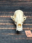 Real Red Fox Unique Animal Mount Halloween Skull Art Craft Mountain Man Canine