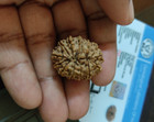 Original Natural 13 Mukhi Rudraksha Nepal Origin Lab Certified