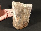 Big  Petrified Wood Fossil With Smoky Quartz Crystals Jurassic Utah 2772gr