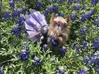 Puppy Bows   Tiny 3 4  Rhinestone Pearl Heart Crystal Crown Dog Bow  Pet Hair