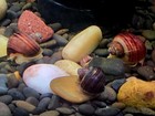 X3 Purple   Magenta Mystery Snails Freshwater Aquarium Tank Dime Size Eats Algae
