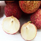 Beauflora Hybrid Lychee   Seedless Lychee   Layering   Exotic 1 Bare-root Plant