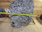 Extra Large Intact Wasp Bee Hornet Yellow Jacket Nest Taxidermy With Branch