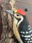 Antique Folk Art Hand Carved And Painted Bird  Early 1900   s