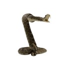 100  Genuine Real Snake Taxidermy Striking Eastern Diamondback Rattlesnake Mount