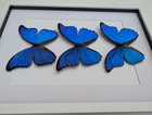 Framed Giant Blue Morpho Butterfly Taxidermy  A3