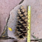 Lot Of 20 Golden Giant Long Sugar Pine Cones 7 -9  Freshly Dropped Flagstaff  Az