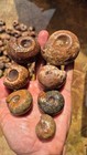 Natural Ammonite Fossils Lot From Indonesia  1 - 4  Ammonite Specimens Per 4 Kg