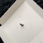 Vintage Masonic Tie Tac Lapel Pin  Shriners Sterling Silver  925 Screw Back New