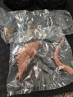 Bandai Godzilla Gashapon Blind Figure - Wave 2 - Shin Godzilla 2nd Form  new 