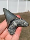 Ultra Rare Nc Auriculatus Shark Tooth Fossil Sharks Teeth Fossils Ric Megalodon