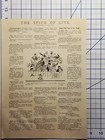 1931 The Spice Of Life Magazine Feature - Cartoon Jokes Funny Anecdotes