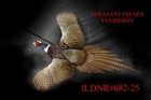 Pheasant Taxidermy Mount Flying Left Beak Open Wall Hanging Ildnr 682-25